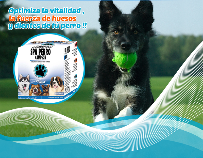 spa perro tornel